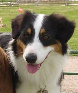 Beau brin de fille de Vaumarloups