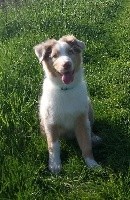 CHIOT