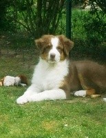 CHIOT