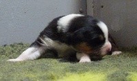CHIOT